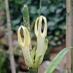 Ceropegia dichotoma Flower