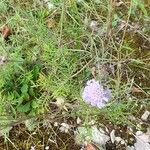 Scabiosa canescens फूल