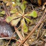 Drosera brevifolia Ліст