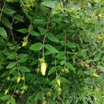 Hypericum patulum Feuille