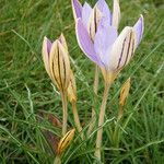 Crocus imperati Хабит