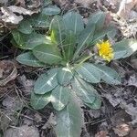 Taraxacum obovatum Habit