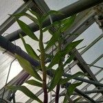 Dendrobium glomeratum Blatt