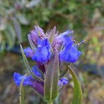Hyssopus officinalis Flower