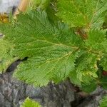 Imperatoria ostruthium Likasa