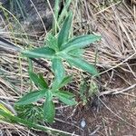 Delphinium staphisagria Blatt