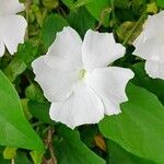 Thunbergia fragrans Λουλούδι