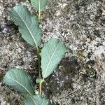 Salix aurita Leaf