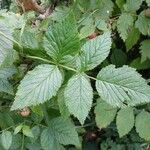 Rubus idaeus पत्ता