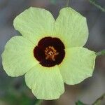 Hibiscus aculeatus 花