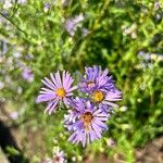 Symphyotrichum laeveফুল