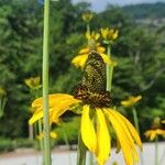 Rudbeckia maximaÕis