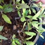 Solanum lycopersicum Lehti