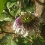 Passiflora edulis फूल