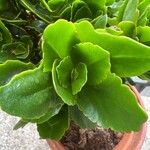 Kalanchoe densiflora Ліст