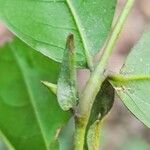 Julbernardia seretii Hoja