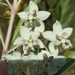 Gomphocarpus fruticosus Fleur