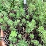 Petrosedum forsterianum Blad