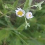Erigeron strigosus Λουλούδι