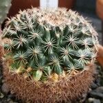 Mammillaria heyderi Fuelha