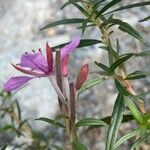 Epilobium dodonaei Sonstige