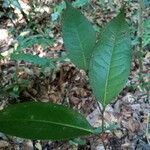 Parastemon urophyllus