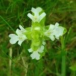 Stachys spinulosa