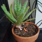 Aloe veraLapas