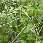 Combretum molle Leaf