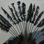 Ravenala madagascariensis 葉