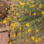 Pulicaria incisa Flower