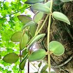 Hoya bilobata