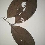 Ocotea percurrens Hostoa