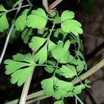 Fumaria capreolata Blatt