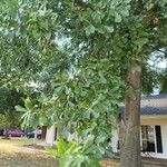 Quercus nigra برگ