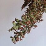 Salvia fruticosa Floro