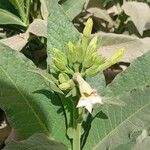 Nicotiana tabacumBlomma