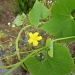 Luffa operculata Blomst