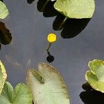 Nuphar luteaBlomst