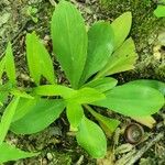 Chamaelirium luteum Leaf