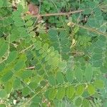 Indigofera heterantha Leaf