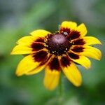 Rudbeckia hirta Cvet