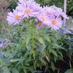 Symphyotrichum dumosum Habit