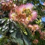 Albizia julibrissinVirág