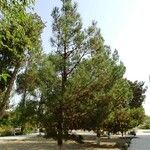 Pinus attenuata অভ্যাস