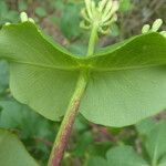 Lonicera etrusca Φύλλο