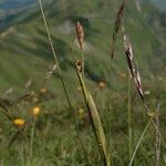 Carex vaginata چھال