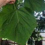 Catalpa bungei Blatt