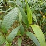 Sobralia macrantha Leaf