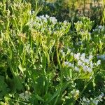 Limonium lobatum Arall